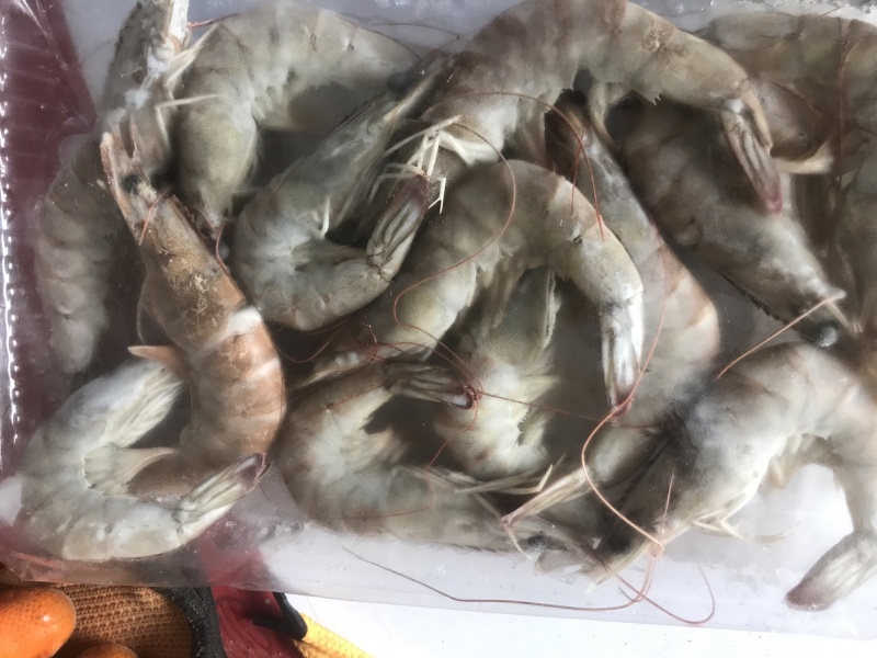白对虾