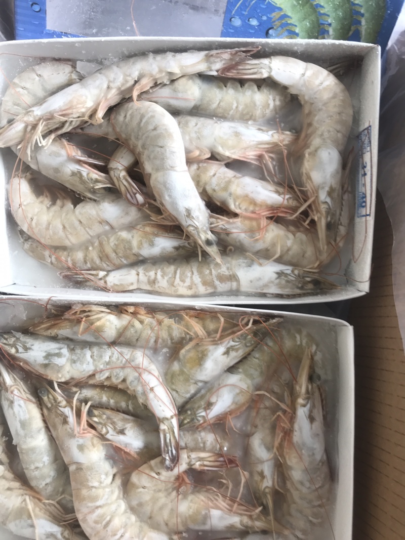 白对虾