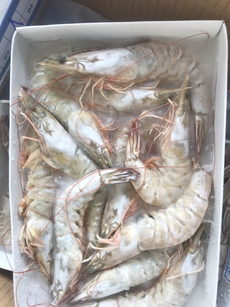 白对虾