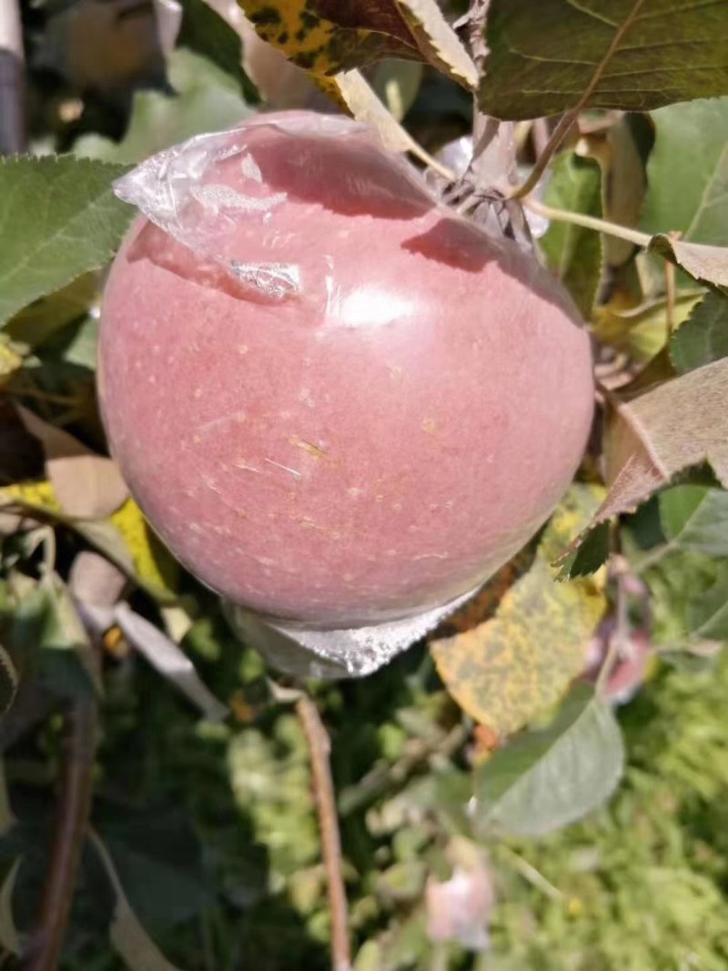 晚熟红富士苹果膜袋