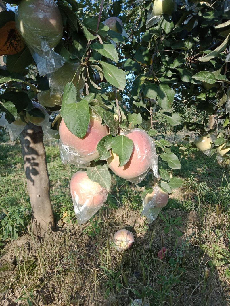 晚熟红富士苹果膜袋