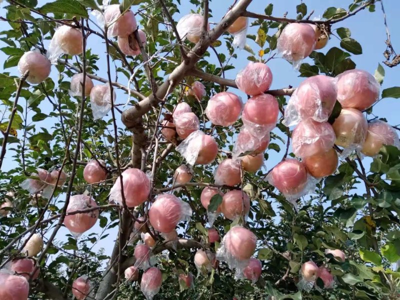 红富士晚熟苹果纸+膜袋