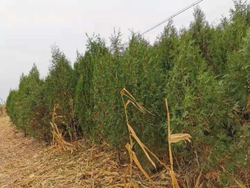 山东精品柏树苗，50公分至4米高，货源充足稳定，欢迎选购