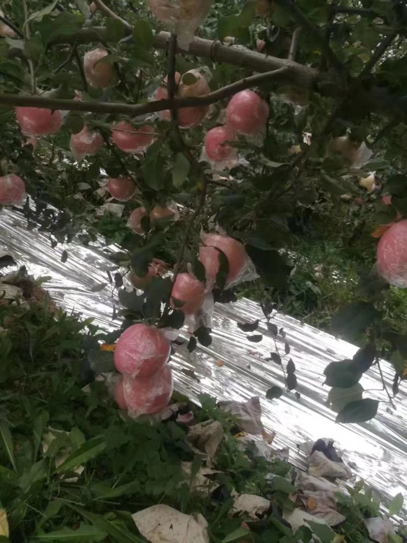 本地产销