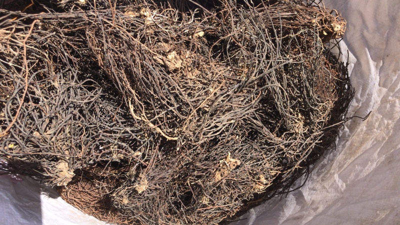出售东北水洗野生威灵仙百家货，质量保证