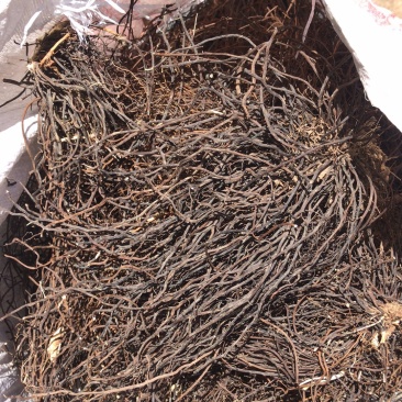 出售东北水洗野生威灵仙百家货，质量保证