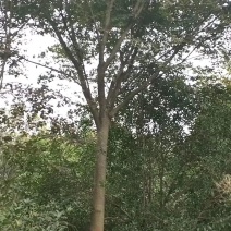 榉树红榉精品榉树8-25公分