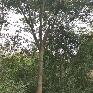 榉树红榉精品榉树8-25公分