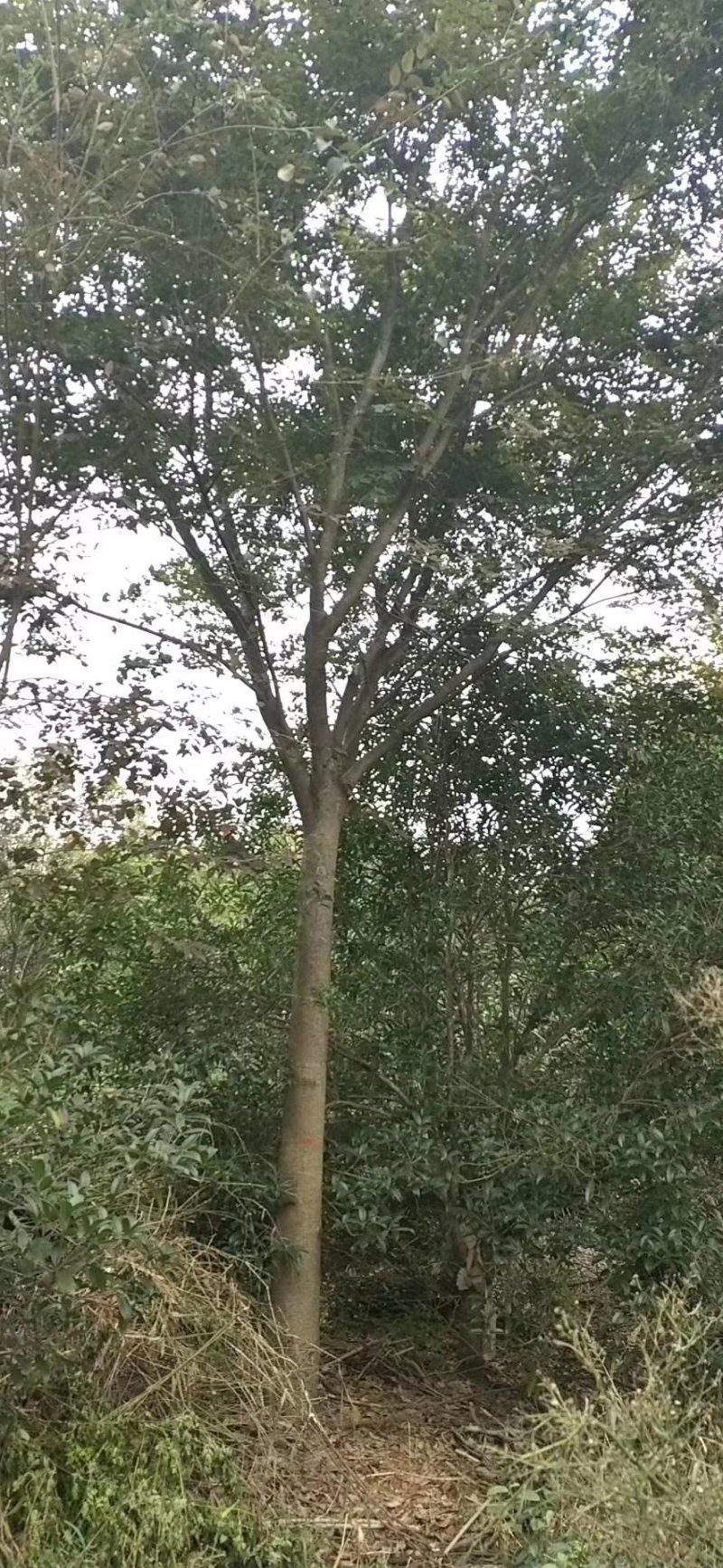 榉树红榉精品榉树8-25公分