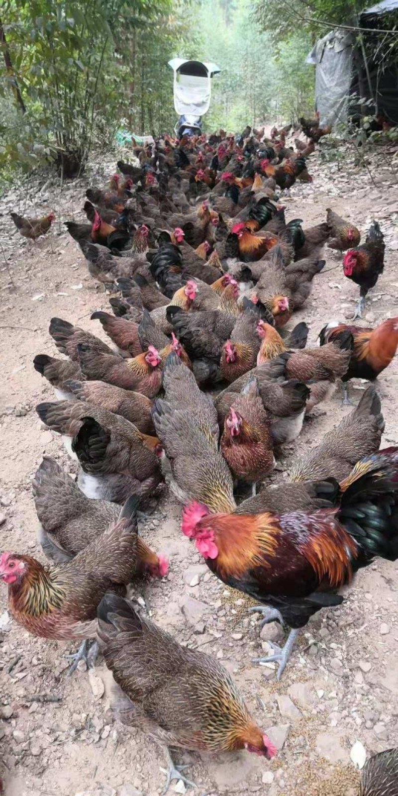 鸡场地价，地头价，上车价