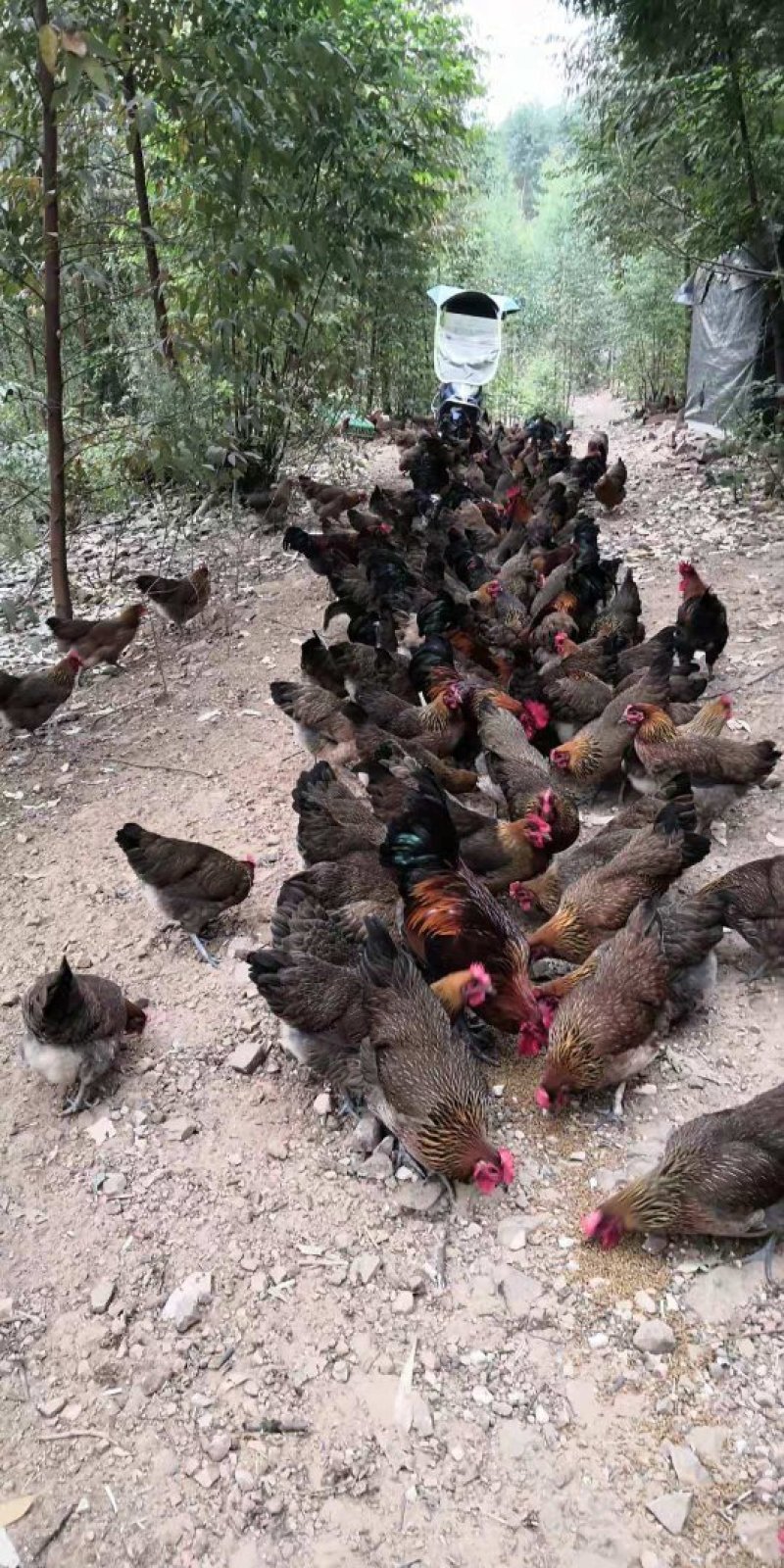 鸡场地价，地头价，上车价
