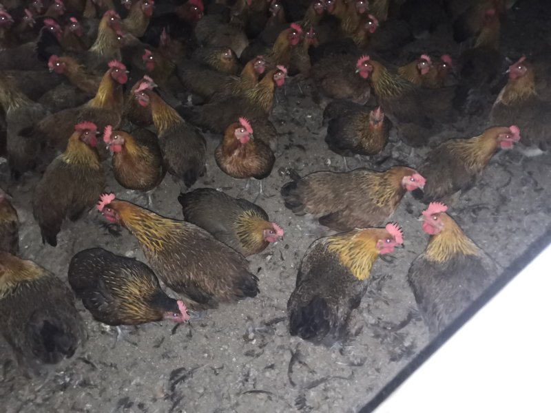 鸡场地价，地头价，上车价