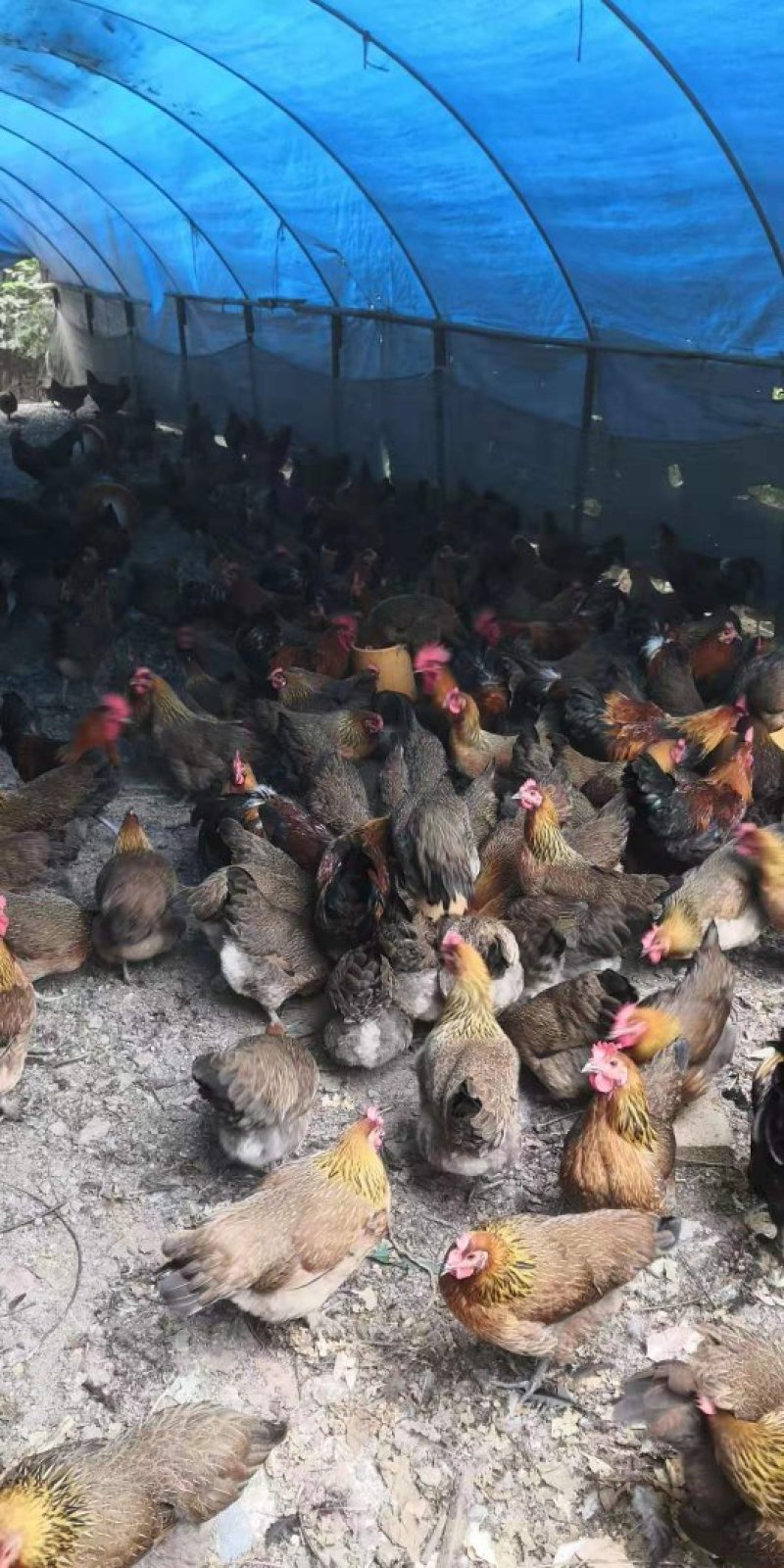鸡场地价，地头价，上车价