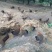 鸡场地价，地头价，上车价