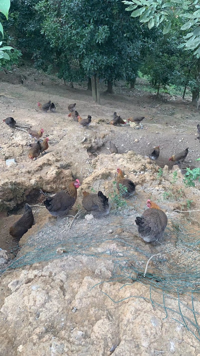 鸡场地价，地头价，上车价