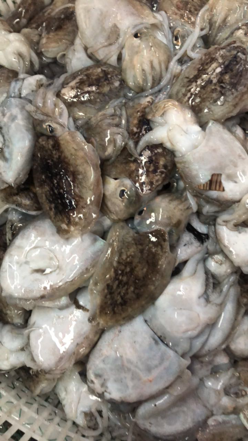 乌贼鱼