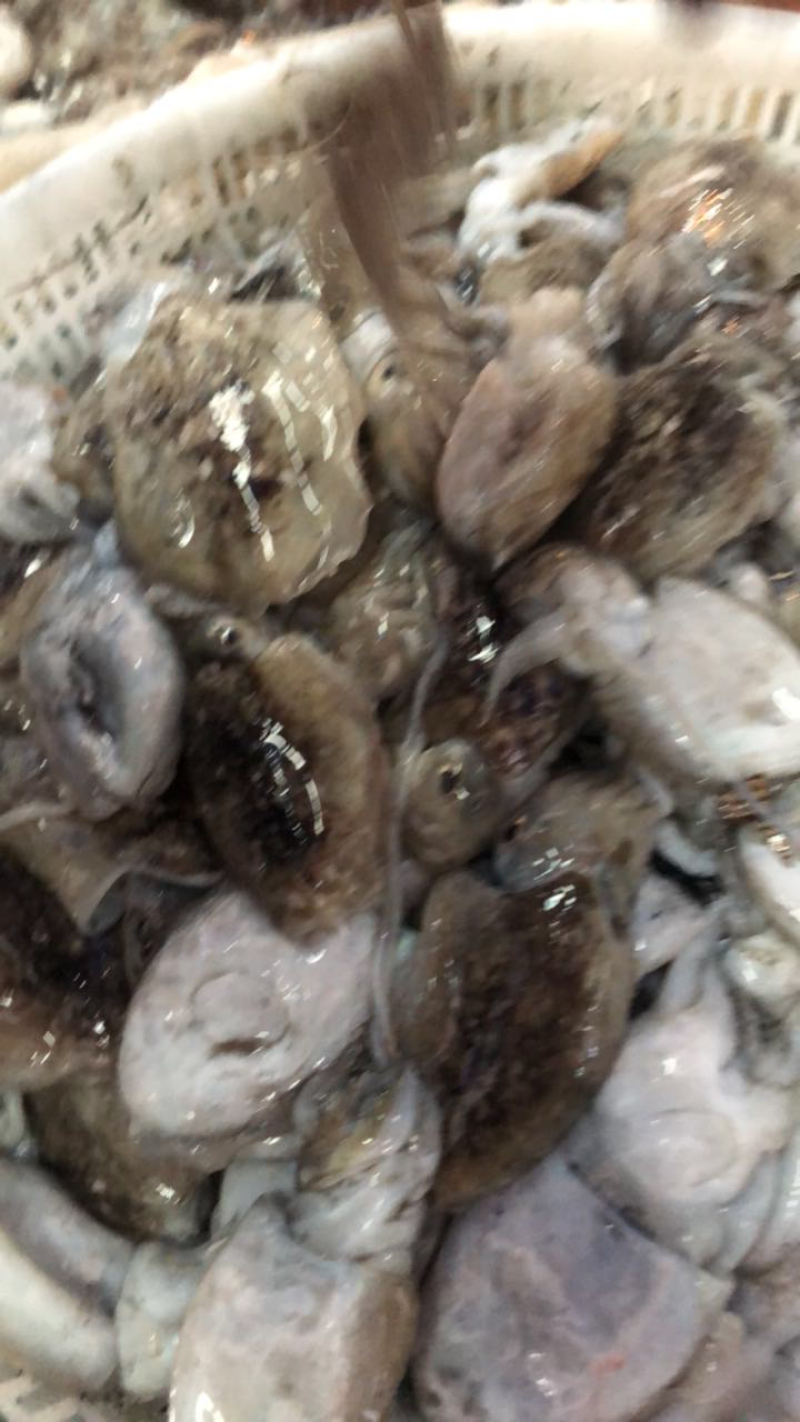 乌贼鱼