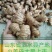 山东产地现挖小姜母大量上市，质优价廉，货源充足