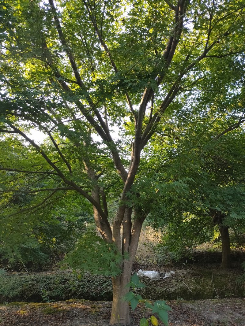 原生鸡爪槭8--20公分