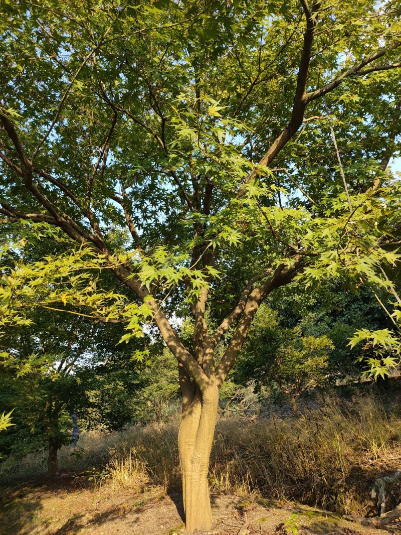 原生鸡爪槭8--20公分