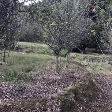垂丝海棠3-20公分出售各种规格