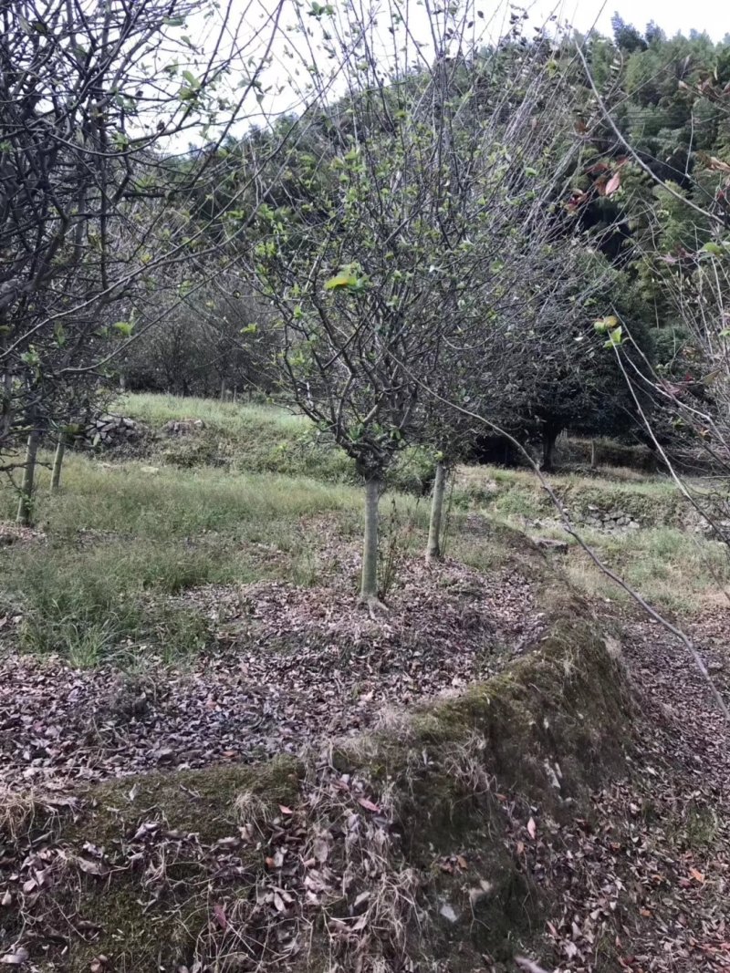垂丝海棠3-20公分出售各种规格