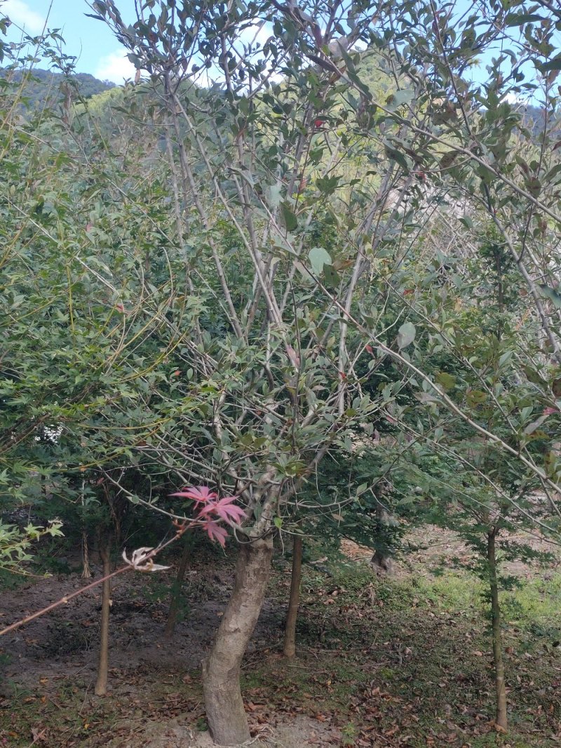 垂丝海棠3-20公分出售各种规格