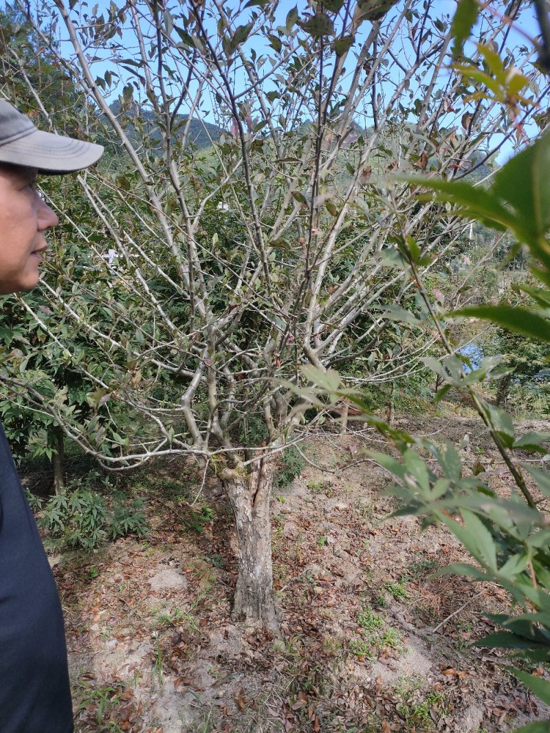 垂丝海棠3-20公分出售各种规格