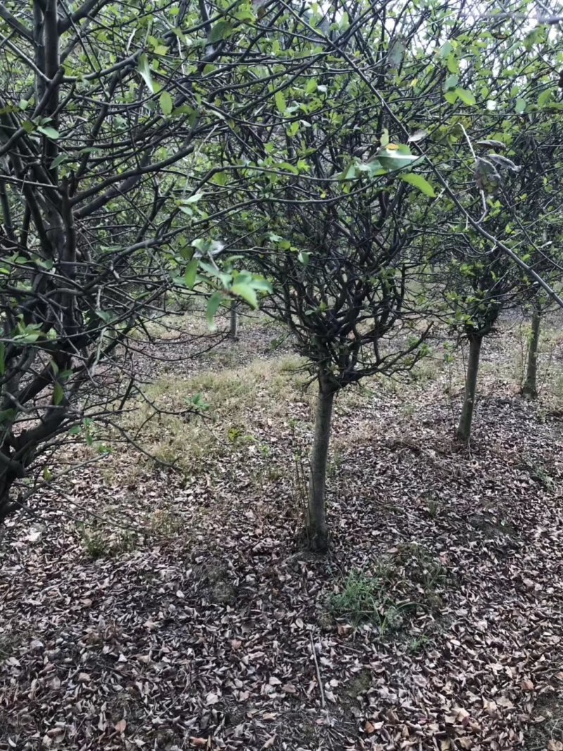 垂丝海棠3-20公分出售各种规格