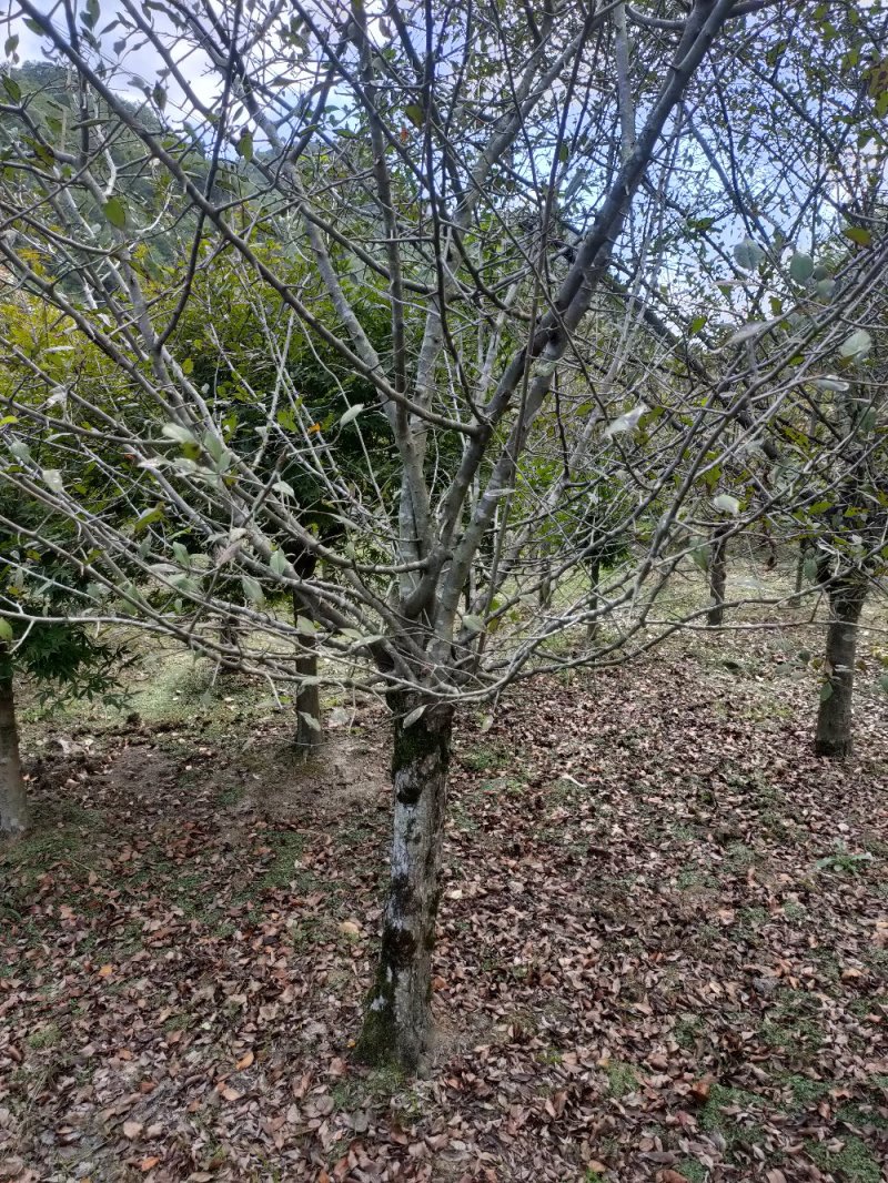 垂丝海棠3-20公分出售各种规格