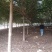 精品榉树量大供应，榉树苗圃量大，规格全面