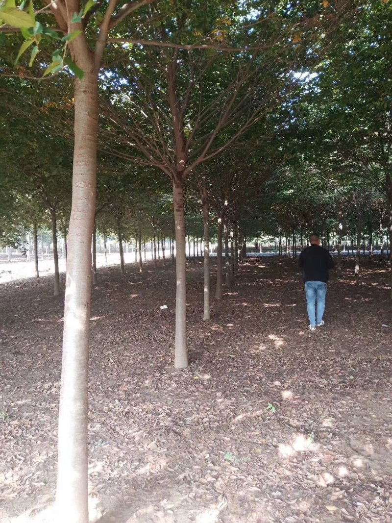 精品榉树量大供应，榉树苗圃量大，规格全面