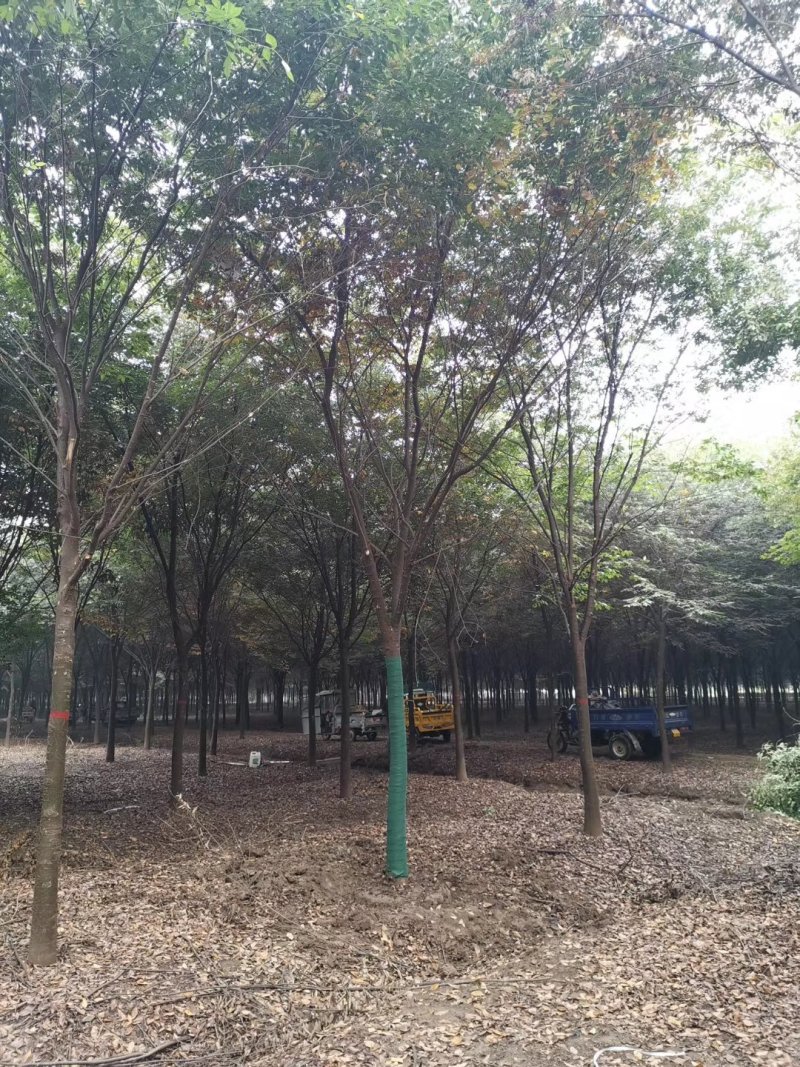 精品榉树量大供应，榉树苗圃量大，规格全面
