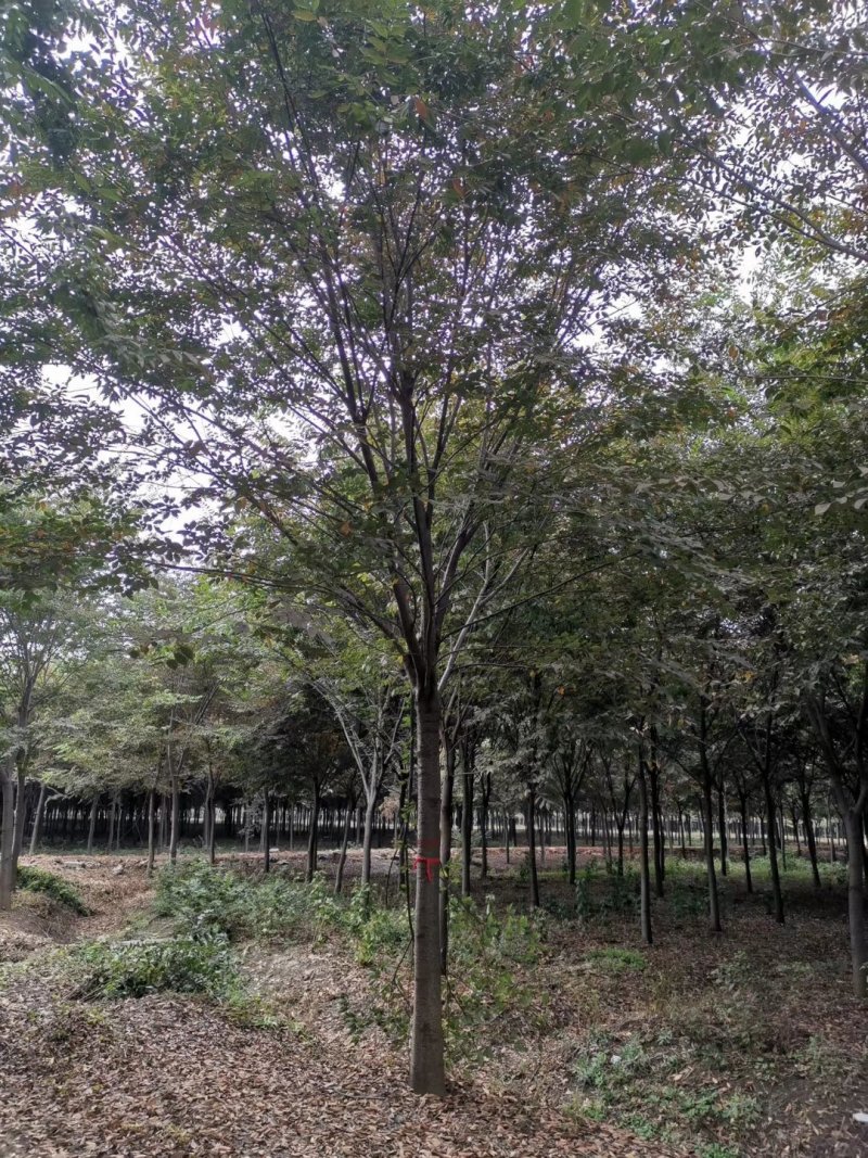 精品榉树量大供应，榉树苗圃量大，规格全面