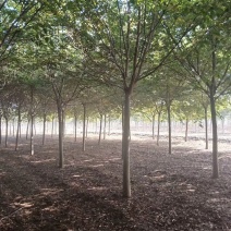 精品榉树量大供应，榉树苗圃量大，规格全面