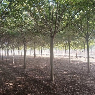 精品榉树量大供应，榉树苗圃量大，规格全面