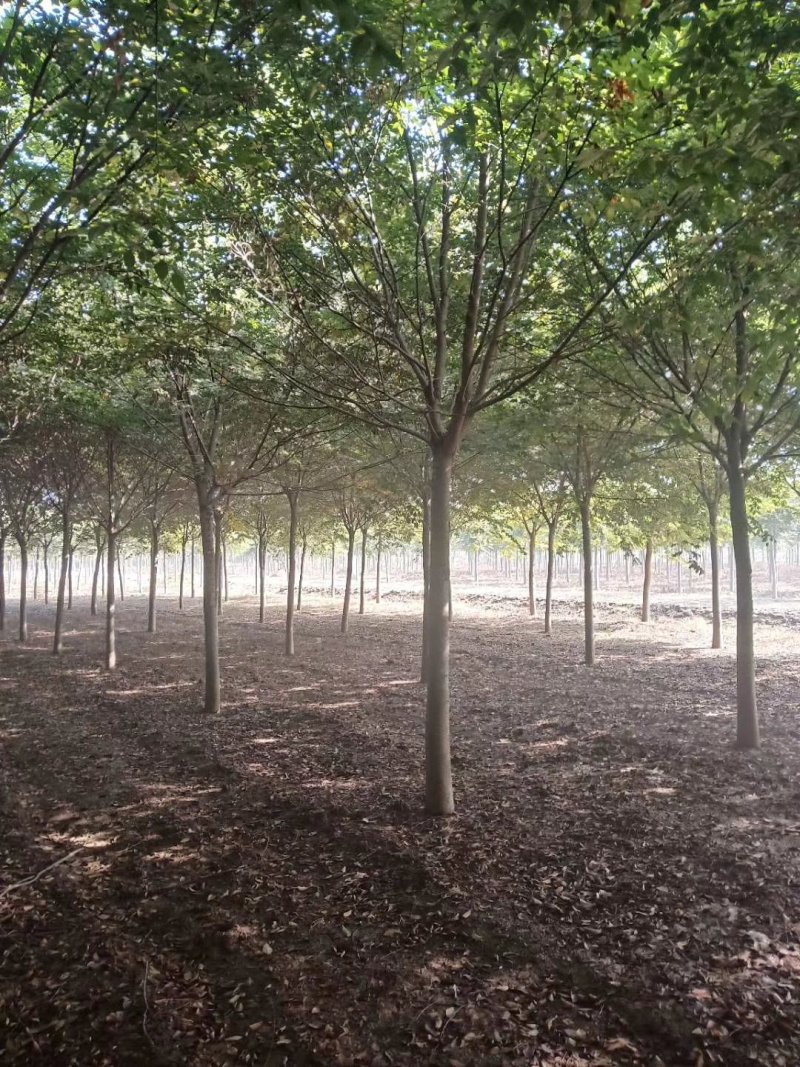 精品榉树量大供应，榉树苗圃量大，规格全面