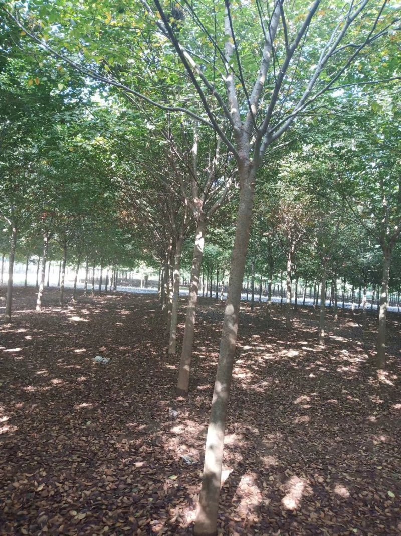 精品榉树量大供应，榉树苗圃量大，规格全面