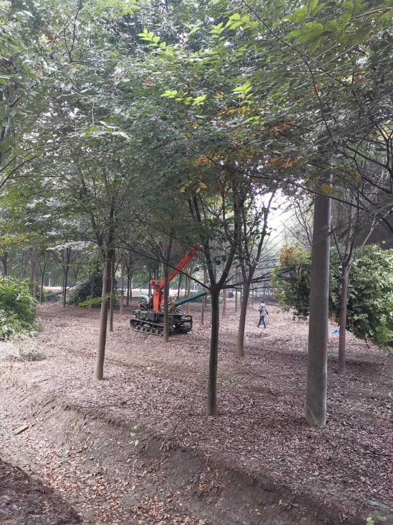 精品榉树量大供应，榉树苗圃量大，规格全面