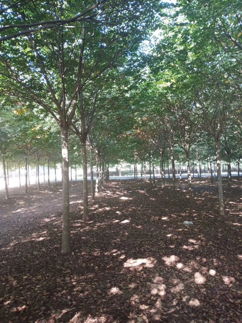 精品榉树量大供应，榉树苗圃量大，规格全面