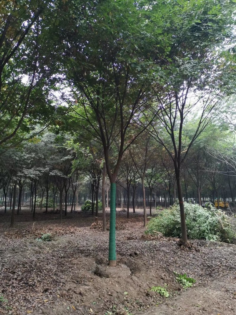 精品榉树量大供应，榉树苗圃量大，规格全面