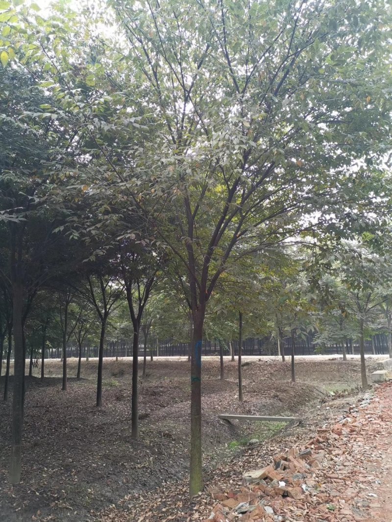 精品榉树量大供应，榉树苗圃量大，规格全面