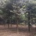 精品榉树量大供应，榉树苗圃量大，规格全面