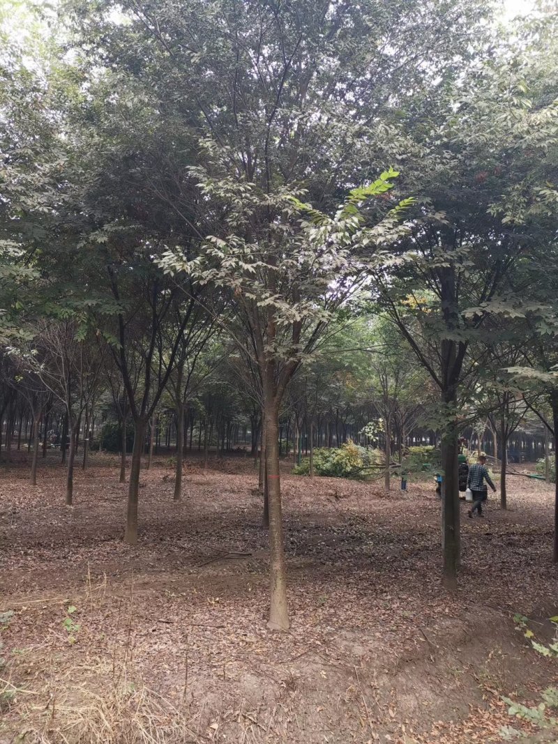 精品榉树量大供应，榉树苗圃量大，规格全面