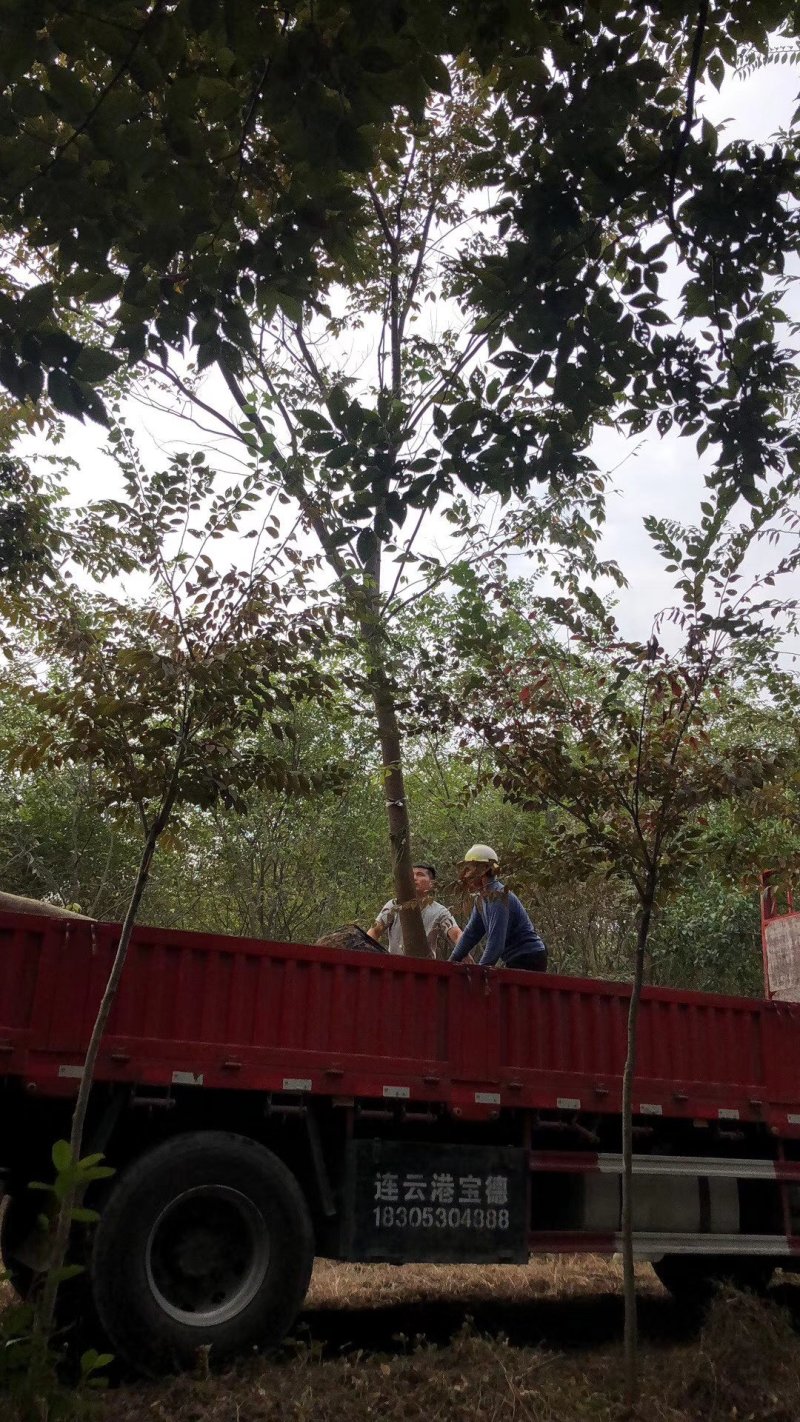 精品榉树量大供应，榉树苗圃量大，规格全面