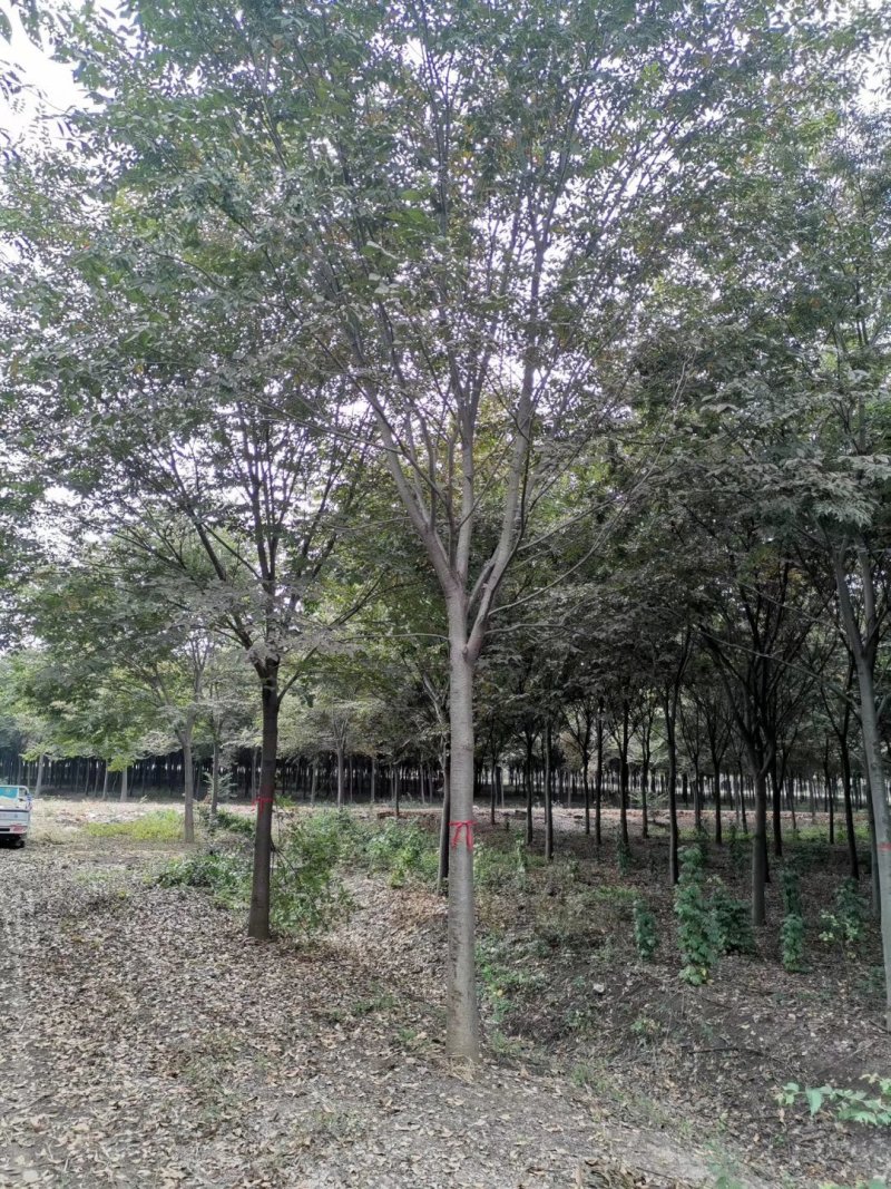 精品榉树量大供应，榉树苗圃量大，规格全面