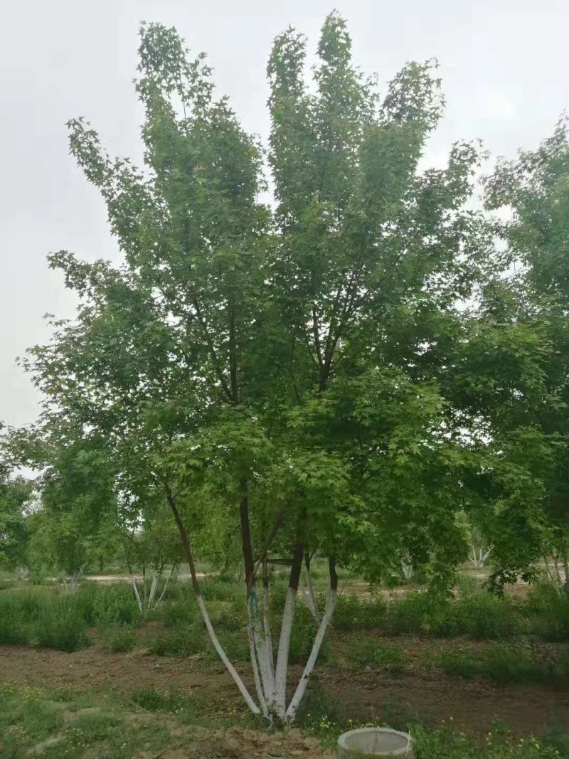 丛生五角枫，丛生五角枫移植苗好成活