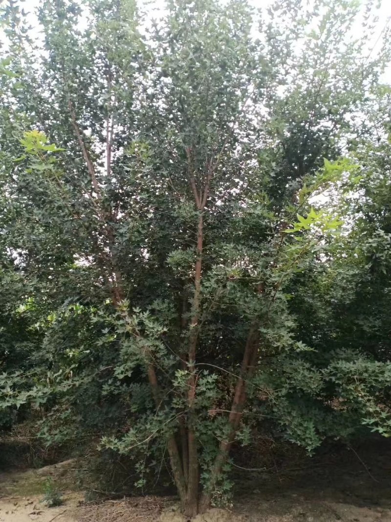 丛生五角枫，丛生五角枫移植苗好成活