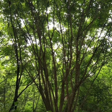 丛生五角枫，丛生五角枫移植苗好成活