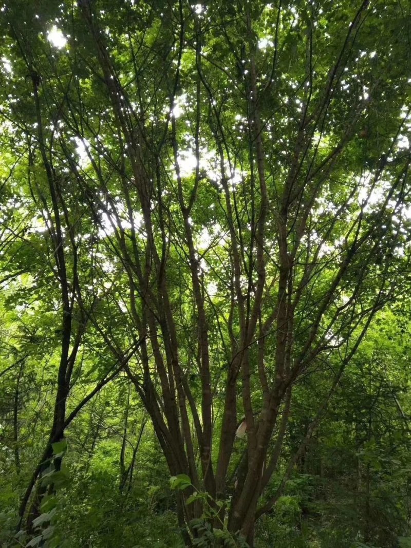 丛生五角枫，丛生五角枫移植苗好成活